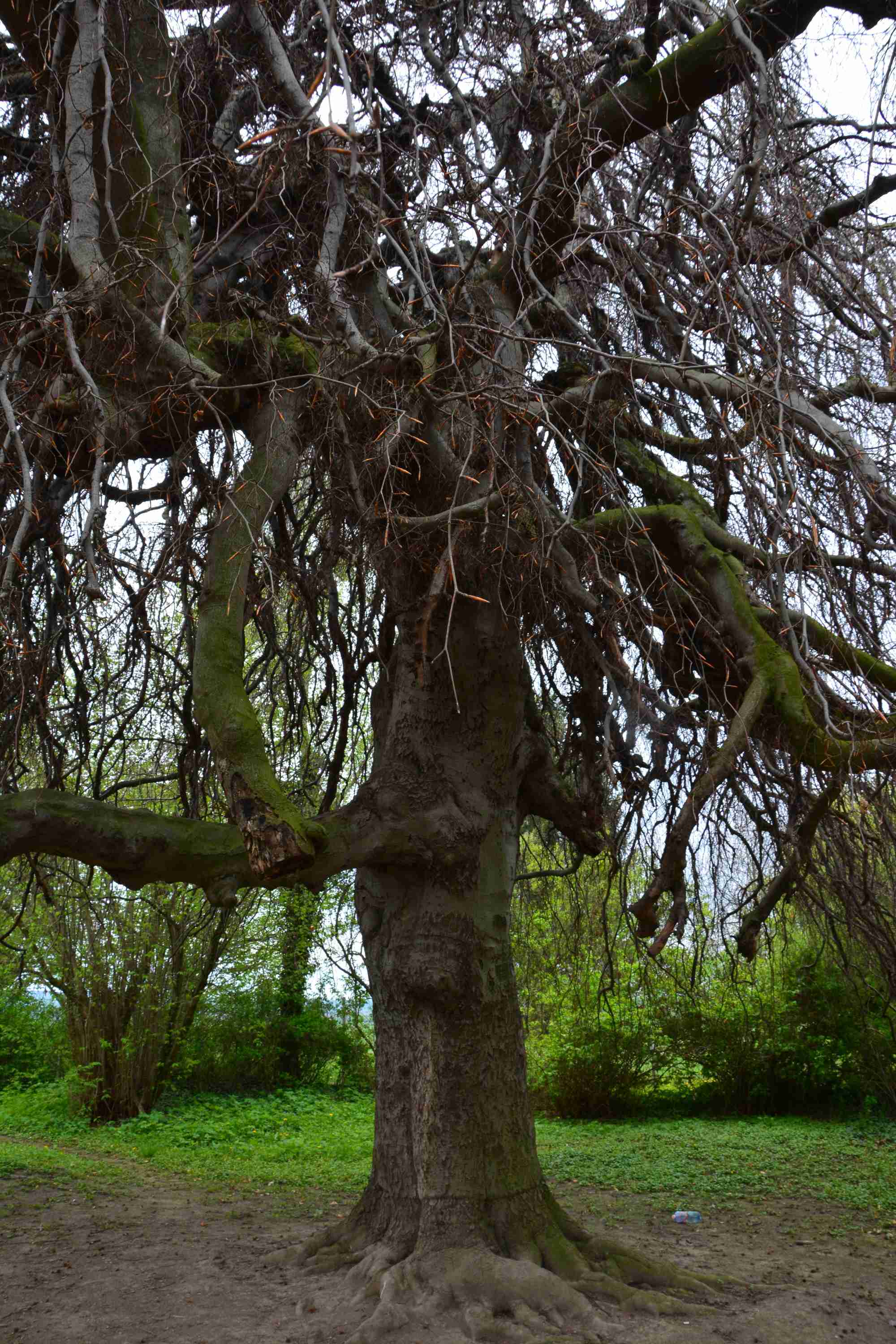 DSC_0451