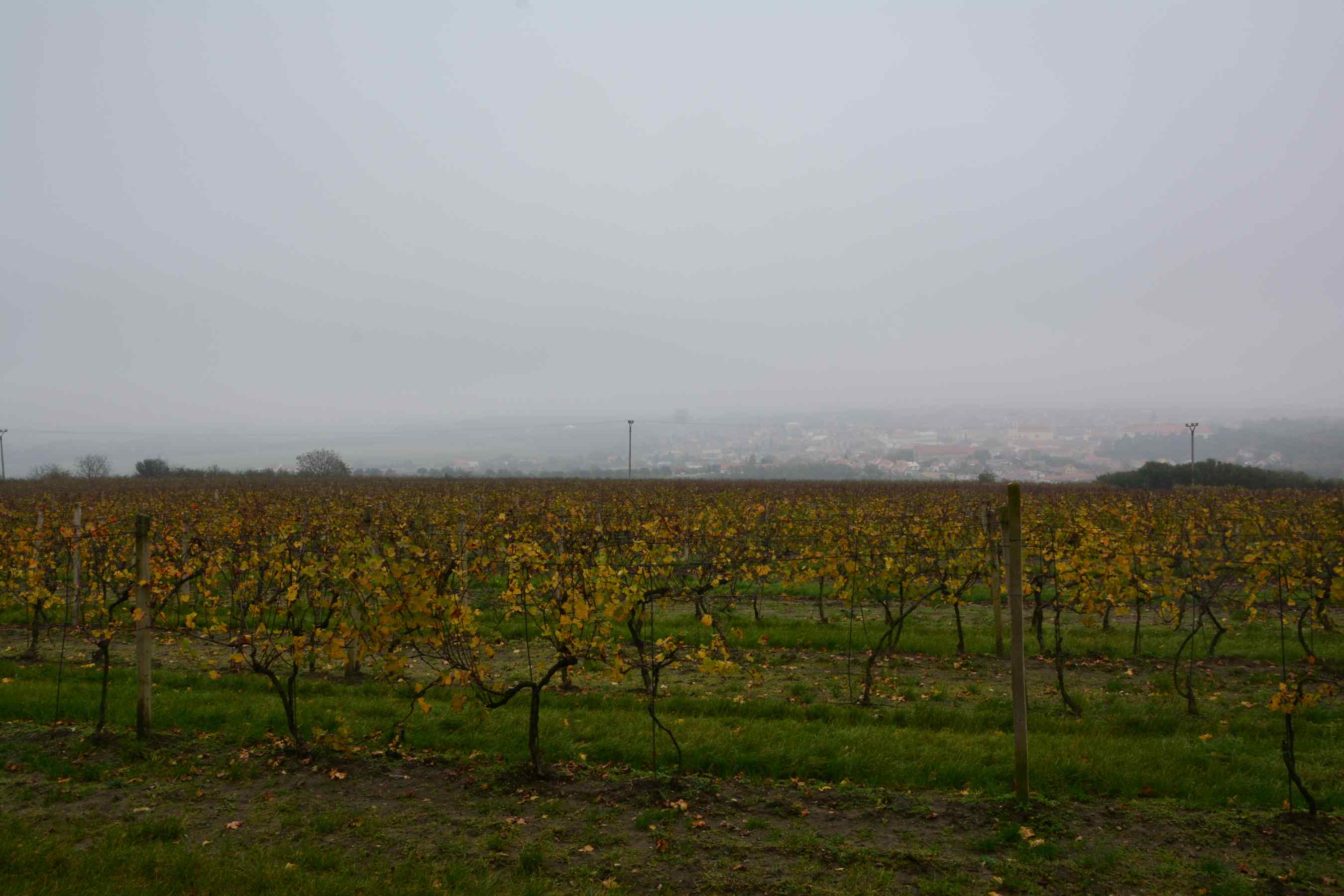 DSC_1627