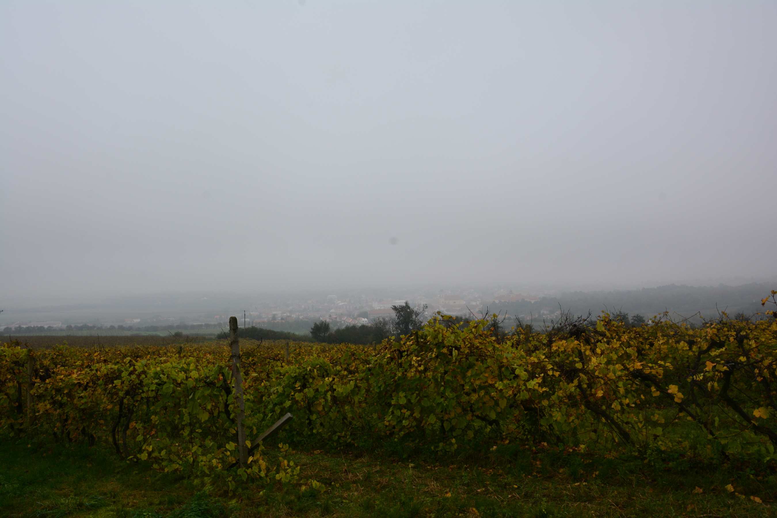 DSC_1632